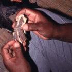 Root used in African medicine: research that builds on African knowledge and resources is a controversial topic