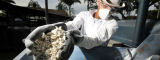 Processing biofortied cassava in Colombia by Flickr/CIAT International Center for Tropical Agriculture/Neil Palmer