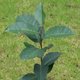 Prunus africana sapling