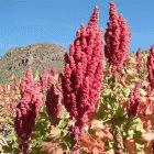 Quinoa growing in Bolivia