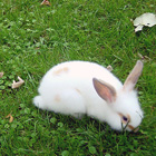 Conejo