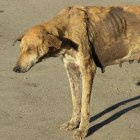 Rabid dog