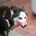 Dog with rabies
