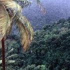 A rainforest in La Croix Maingot, Santa Lucia