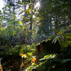 Rainforest Rainforest