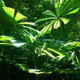 Rainforest