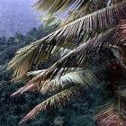 A rainforest in La Croix Maingot, Santa Lucia