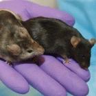 Producto biotecnológico: ratón al que inactivaron gen que afecta crecimiento del pelo, (izquierda), junto a ratón normal