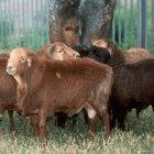 Red Maasai sheep
