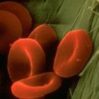 hi magnification colour image of red blood cells