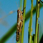 Red locust