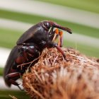 Red palm weevil