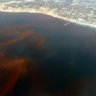 Red tide