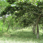
Finca Pinzacuá, departamento del Quindío, Colombia
