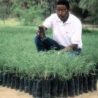 Tree nurseries like this one in Niger provide seedlings to stabilise soils