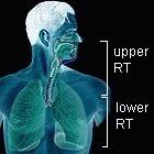 H5N1 is unable to stick to the cells of the upper respiratory tract, say researchers
