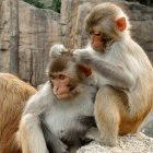 Researchers test promising vaccines on monkeys such as rhesus macaques.