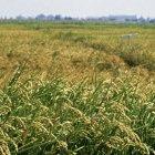 Rice paddy near Kafr El Sheikh-Sakha, in the Nile Delta