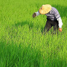 Man in rice field, Taiwan