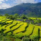 Rice field terraces, Vietnam