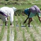 Planting rice in India