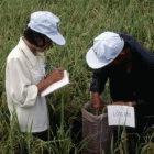Rice research in Vietnam