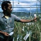 researcher, crop, field, Philippines