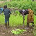 Rice farming in Sierra Leone