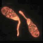 Rice blast fungus spores germinating