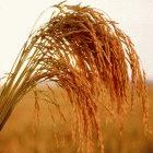The researchers combined modern genetics with traditional breeding to rapidly develop a high-yielding variety of rice