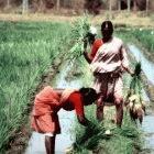 Researchers warn that the developing world urgently needs new rice varieties that can tolerate climate change