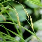 Rice plant