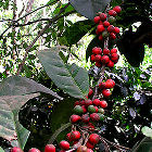 ripe coffee beans