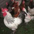 Researchers advocate using 'sentinel' chickens in poultry flocks