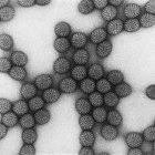 Rotavirus