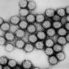 Estudio halló variantes inusuales de rotavirus en América Central