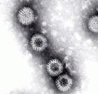 Rotavirus