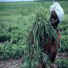 Nigerian farmer