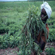 Nigerian farmer