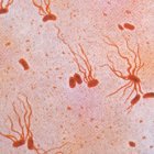 <i>Salmonella enterica</i> typhi