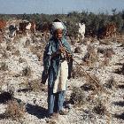 Cowherd and grazing cattle on a former rice field whose soil has been made salty by local irrigation, Pakistan
