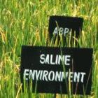 Rice growing in a saline environment