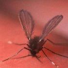 La lutzomyia, vector de la leishmania, se alimenta de sangre a través de piel humana