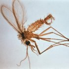 A sandfly