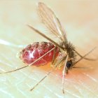 Sand fly