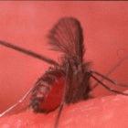 <i>Lutzomyia longipalpis marajo</i>, a sandfly vector of Leishmania parasites, taking a blood meal through human skin