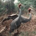 Researchers say the Sarus Crane could be threatened by a bird flu outbreak