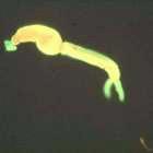 <i>Schistosoma mansoni</i> larva