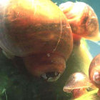 Mollusc, the Schistosomiasis vector
