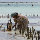 Seaweed farmer